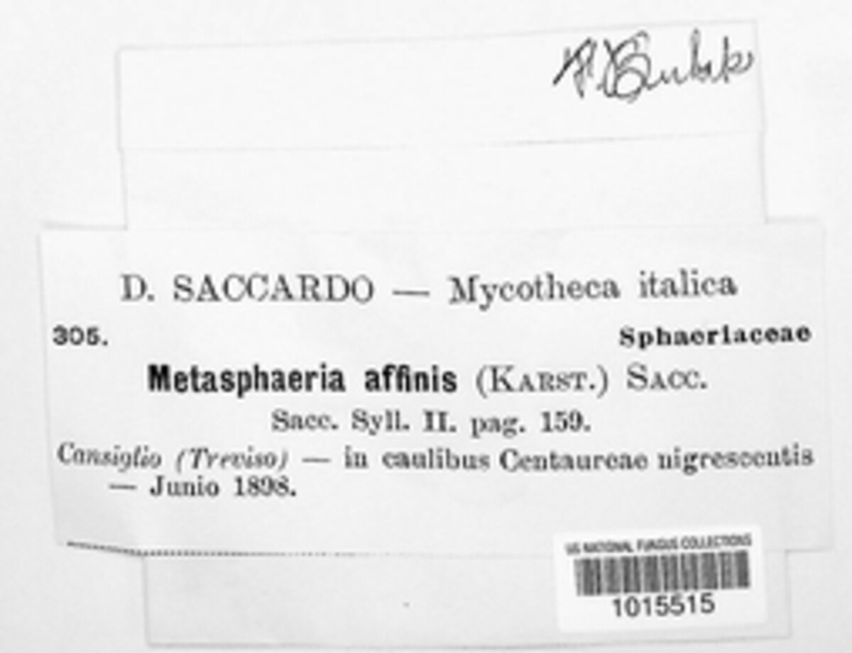 Metasphaeria affinis image